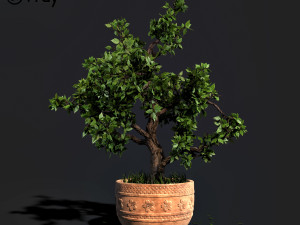 decorative ornamental tree plant 05 Modello 3D