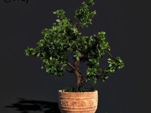 decorative ornamental tree plant 05 3D Model