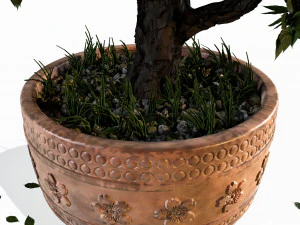 decorative ornamental tree plant 05 3D Model