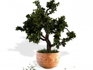 decorative ornamental tree plant 05 Modello 3D