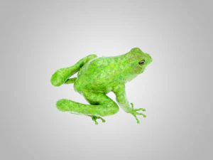 Frog 3D Model