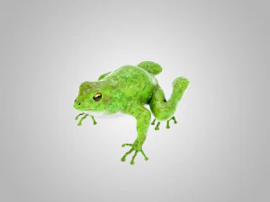 Frog 3D Model