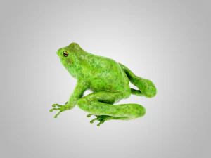 Frog 3D Model
