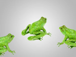 Frog 3D Model