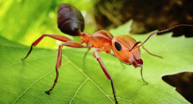 Ant 3D Model .c4d .max .obj .3ds .fbx .stl .blend 
