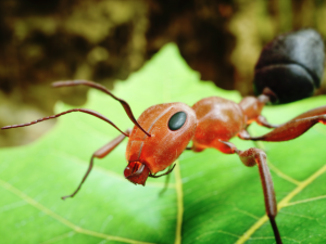 Ant 3D Model