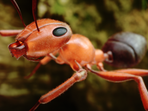 Ant 3D Model