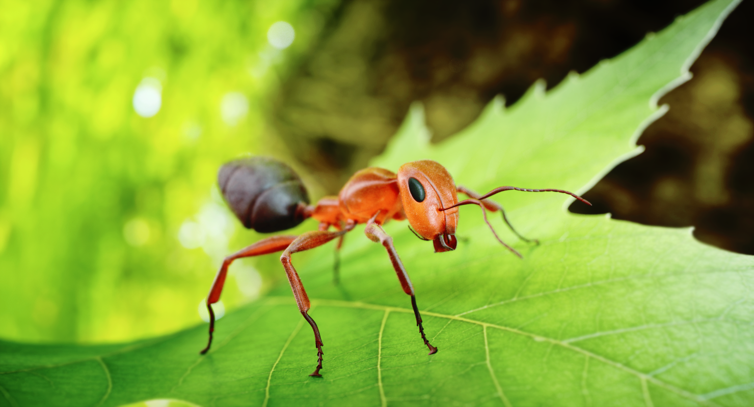модель муравья для детей. муравей 3д модель. игры муравьи 3д. Ant 3d model. Ant 3d model flik.