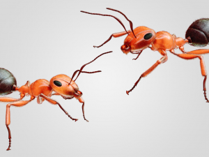 Ant 3D Model
