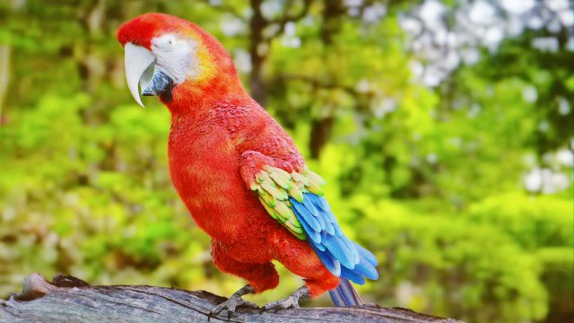 Pappagallo Modello 3D .c4d .max .obj .3ds .fbx .stl .blend 