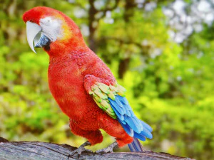 папуга 3D Модель