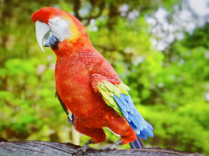Parrot Modello 3D
