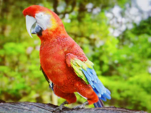 Pappagallo Modello 3D