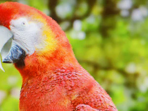 Pappagallo Modello 3D