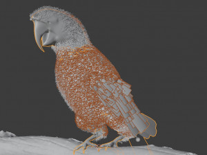 Parrot Modello 3D
