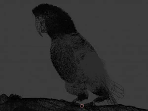 Pappagallo Modello 3D