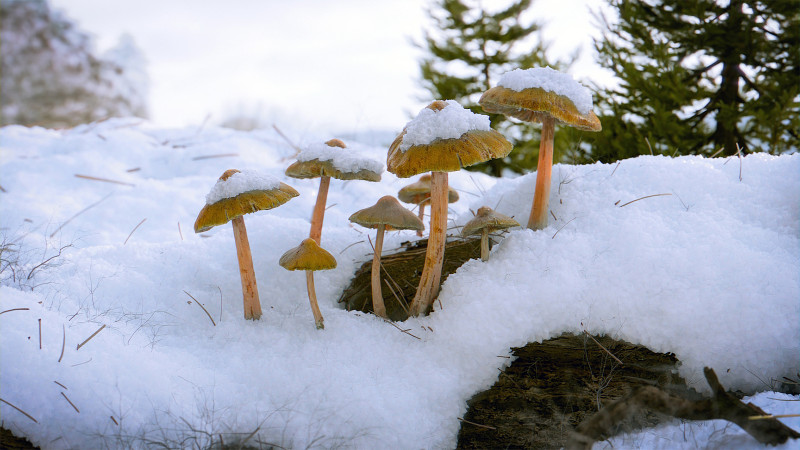 Mushrooms in Snow 3D Model .c4d .max .obj .3ds .fbx .stl .blend 