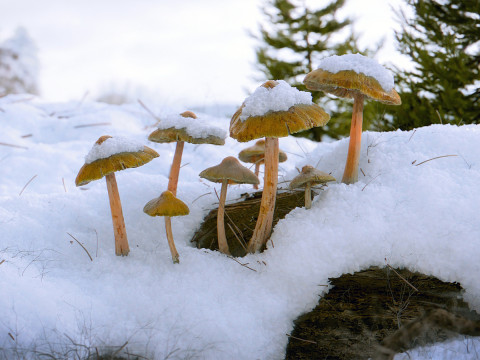 Mushrooms in Snow 3D मॉडल