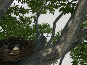 bird nest Modèle 3D