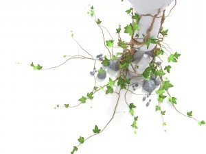 3d climbing plant 3D Model