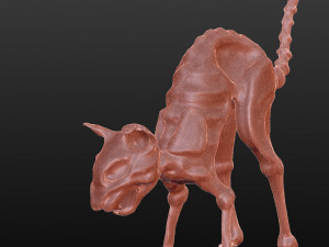 cotyara 3D मॉडल