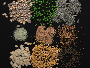 seeds Modelo 3D
