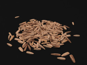seeds 3D Model