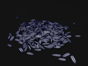 seeds 3D Model