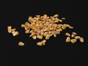 seeds 3D Model