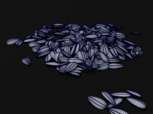 seeds 3D Model