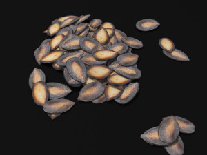 seeds 3D Model