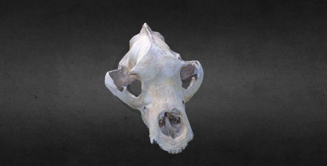 cherep Modèle 3D .c4d .max .obj .3ds .fbx .stl .blend