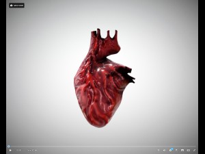 heart animated free on sketchfab 3D Model