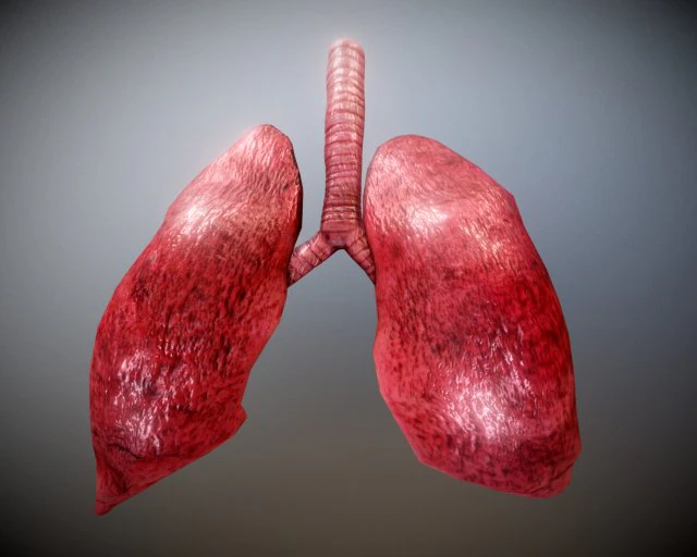 pulm&atilde;o animado gr&aacute;tis no sketchfab Modelo 3D .c4d .max .obj .3ds .fbx .stl .blend 