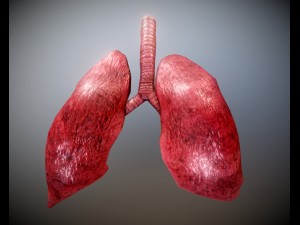 animated lung free on sketchfab 3D Model