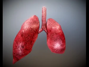 pulm&atilde;o animado gr&aacute;tis no sketchfab Modelo 3D