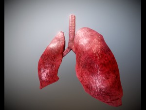 animated lung free on sketchfab 3Dモデル