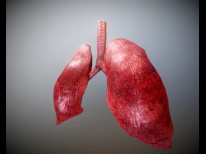 pulm&atilde;o animado gr&aacute;tis no sketchfab Modelo 3D