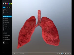 pulm&atilde;o animado gr&aacute;tis no sketchfab Modelo 3D