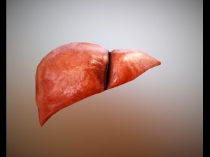 liver free on sketchfab 3D Model