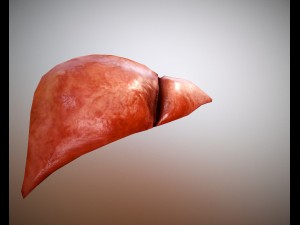 liver free on sketchfab Model 3D