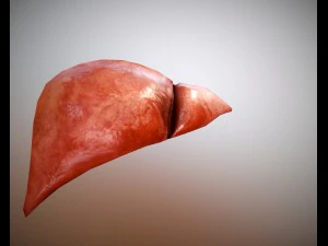 f&iacute;gado gr&aacute;tis no sketchfab Modelo 3D