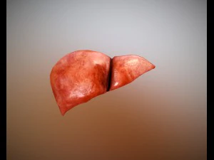 f&iacute;gado gr&aacute;tis no sketchfab Modelo 3D