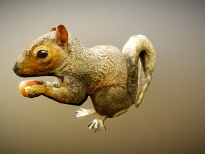 Animiertes Eichh&ouml;rnchen kostenlos auf Sketchfab 3D Modell