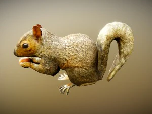animated squirrel free on sketchfab 3D Model