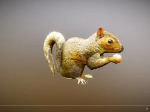 animated squirrel free on sketchfab 3D Model