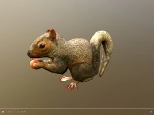 animated squirrel free on sketchfab 3D Model