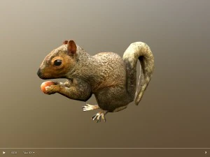 animated squirrel free on sketchfab 3D Model