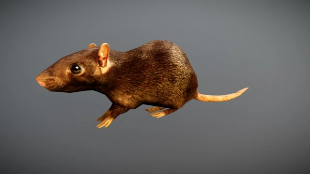 animated rat free on sketchfab 3D Model .c4d .max .obj .3ds .fbx .stl .blend 
