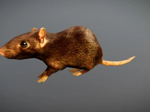 animated rat free on sketchfab 3D Model